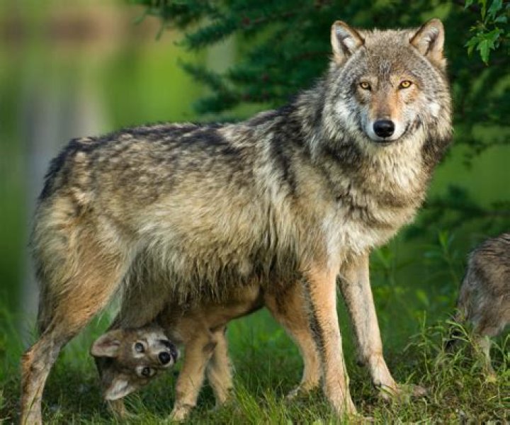 Could wolves be domesticated?