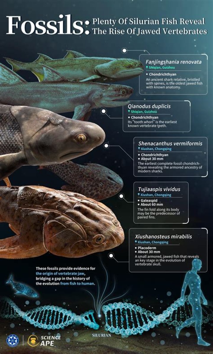 Did frogs evolve from fish?