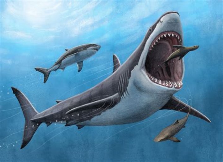 Did megalodon ever exist?