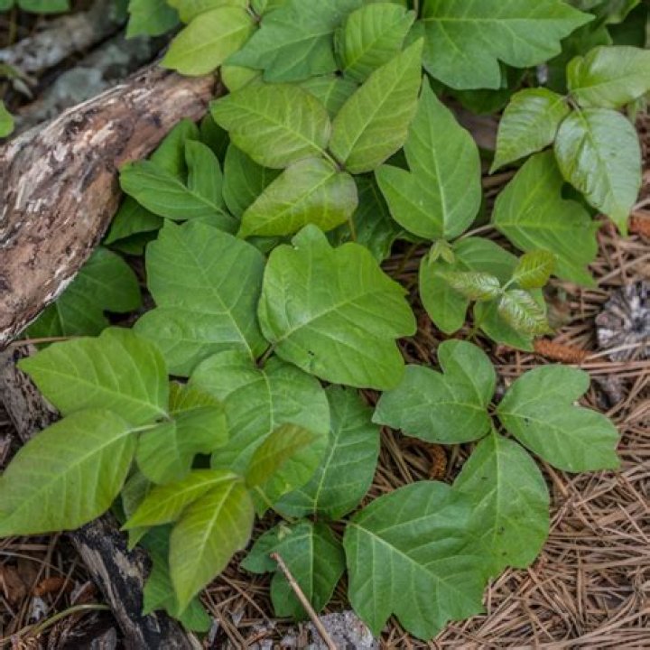 Did poison ivy die?