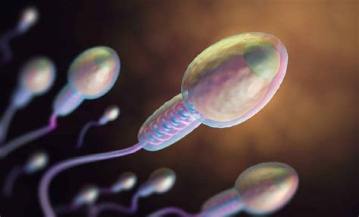 Did sperm cells die?