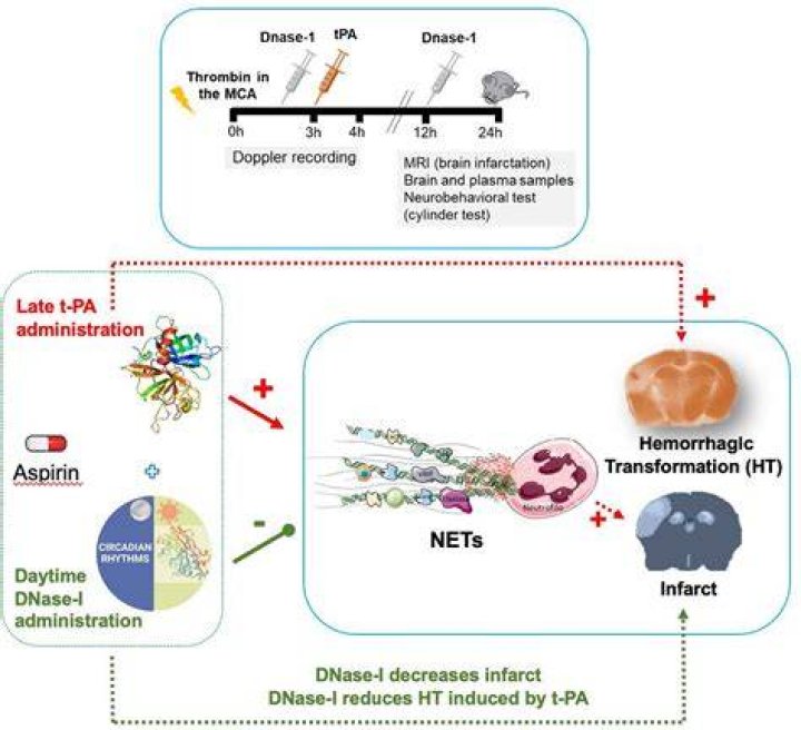 Did the dnase prevent transformation?