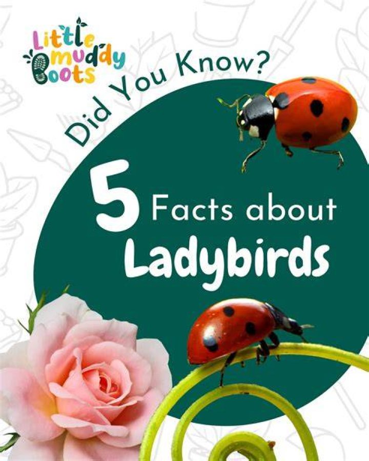 Did you know facts about ladybirds?