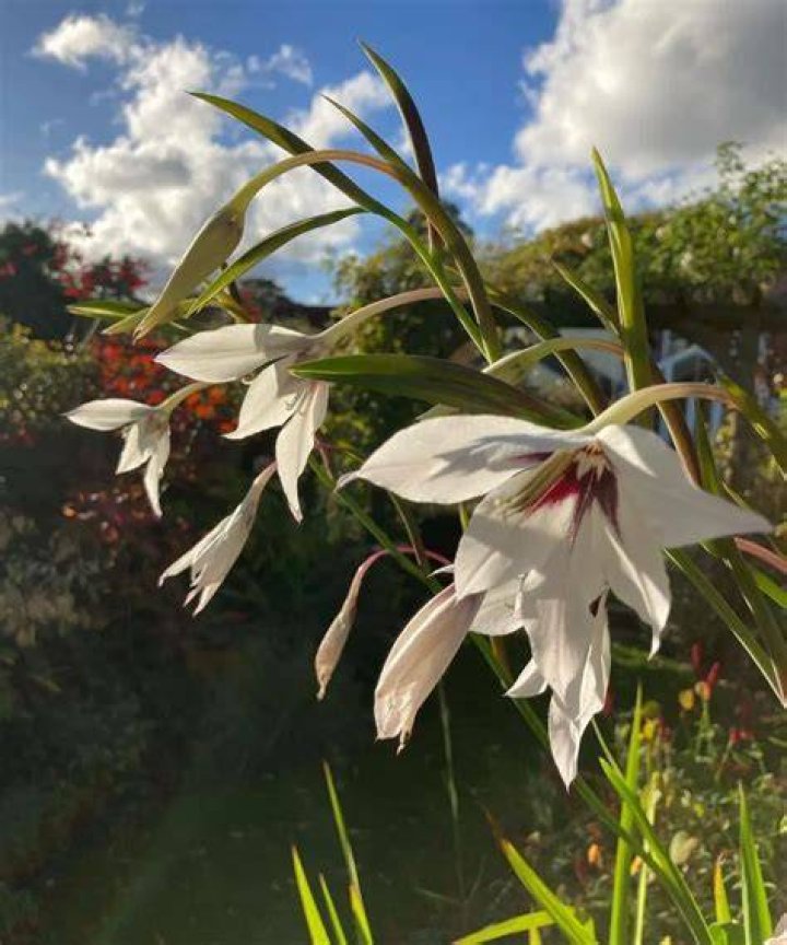 Do acidanthera flower every year?