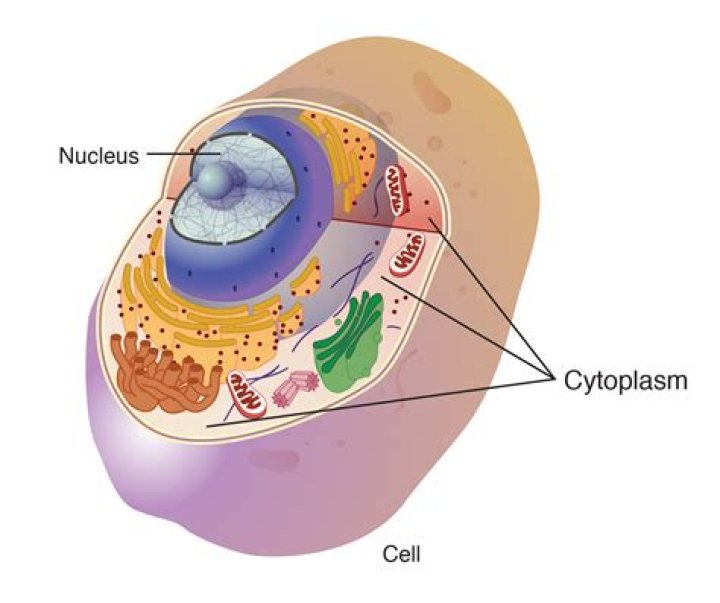 Do all cells have a cytoplasmic membrane?