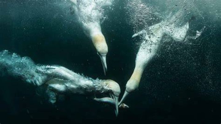 Do all ducks dive underwater?