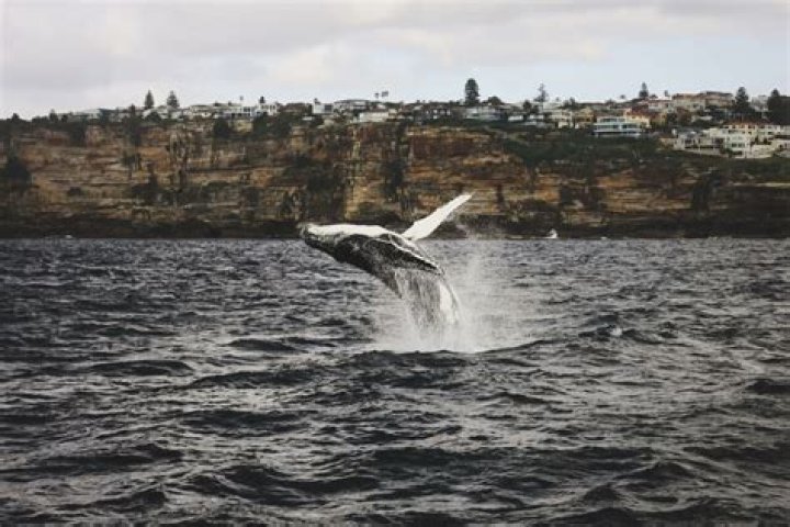 Do all whales breach?