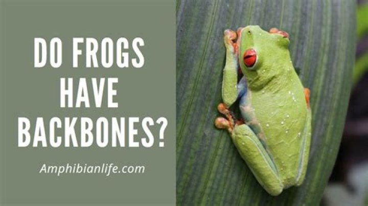 Do amphibians have backbones?