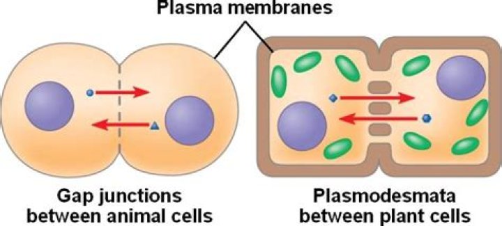 Do animal cells have plasmodesmata?