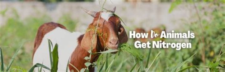 Do animals get traumatized?