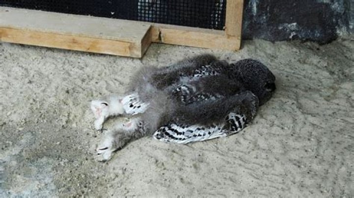 Do baby owls sleep face down?