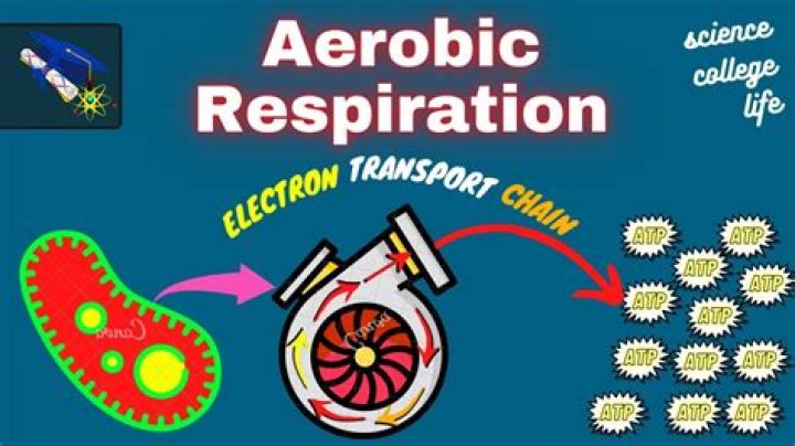 Do bacteria respire aerobically?