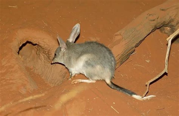 Do bilbies live in the desert?