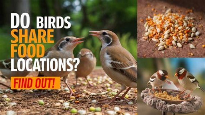 Do birds tell each other where food is?