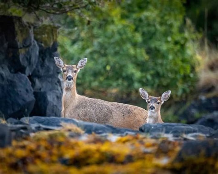 Do black tailed deer eat acorns?
