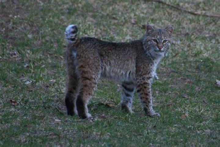 Do bobcats have tails?
