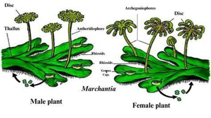 Do bryophytes produce antheridia?