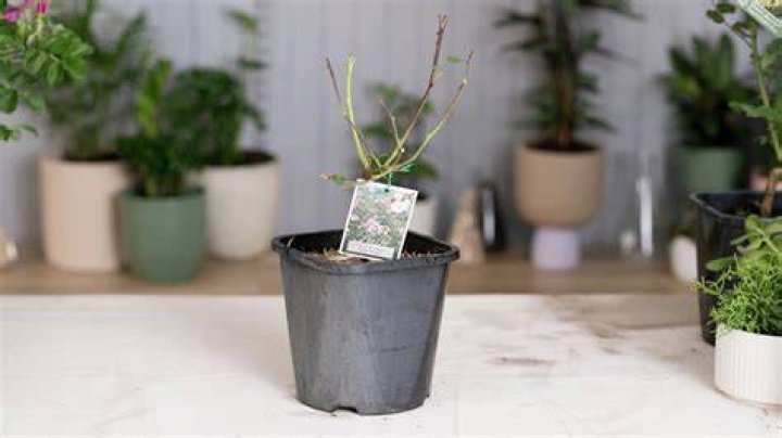 Do bunnings have bare rooted roses?