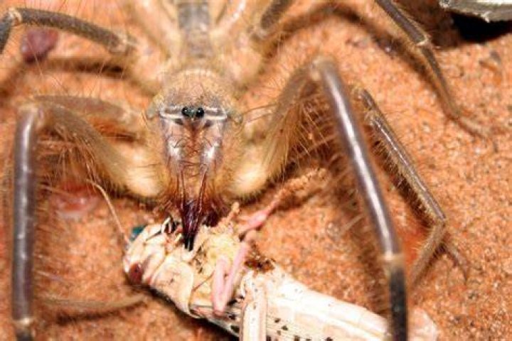 Do camel spiders eat camels?