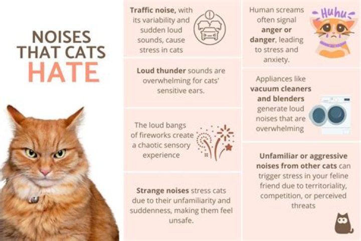 Do cats hate high pitched sounds?
