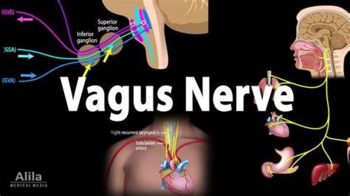 Do cats have a vagus nerve?