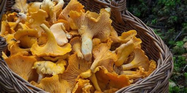 Do chanterelle mushrooms get you high?