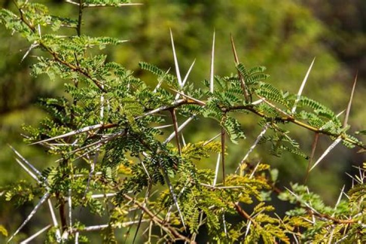 Do chilean mesquite have thorns?