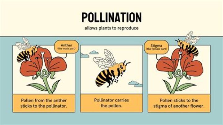 Do chilli plants need pollination?