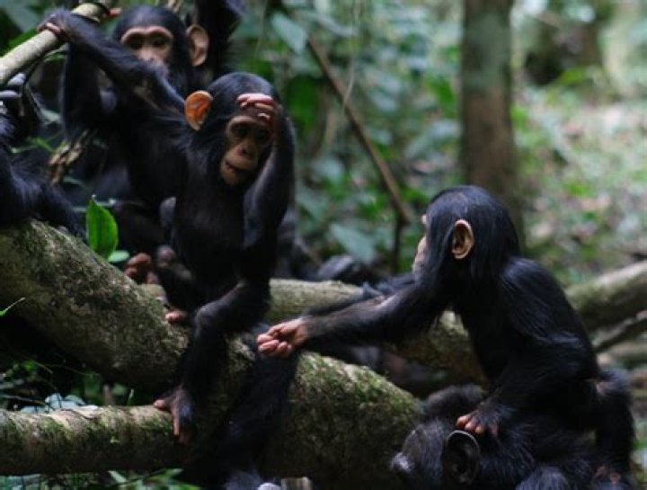 Do chimpanzees recognize humans?