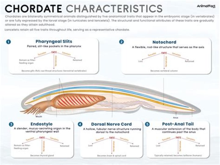 Do chordates have a ventral nerve cord?