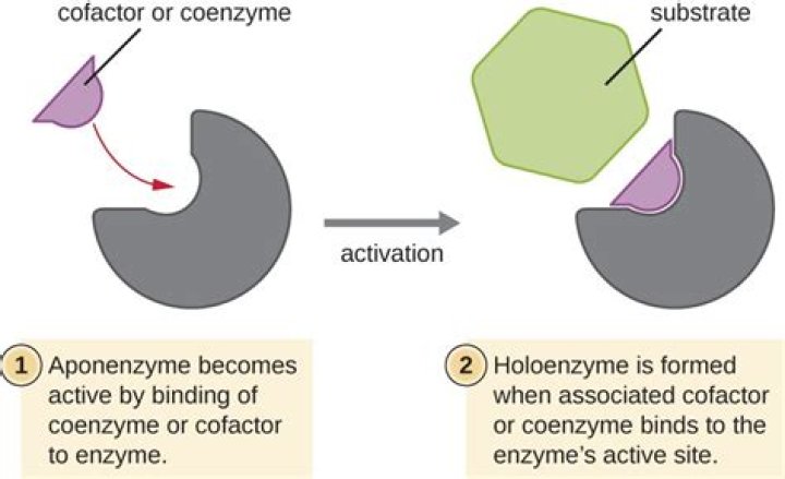 Do cofactors bind permanently?