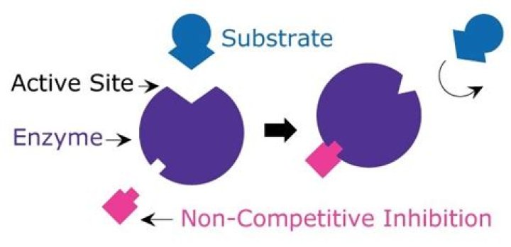 Do competitive inhibitors change the shape of enzymes?