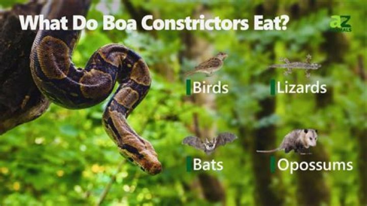 Do constrictors eat lizards?