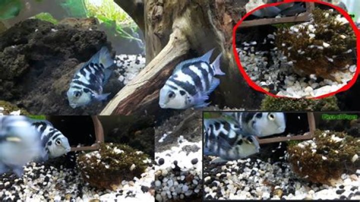 Do convict cichlids lay eggs?