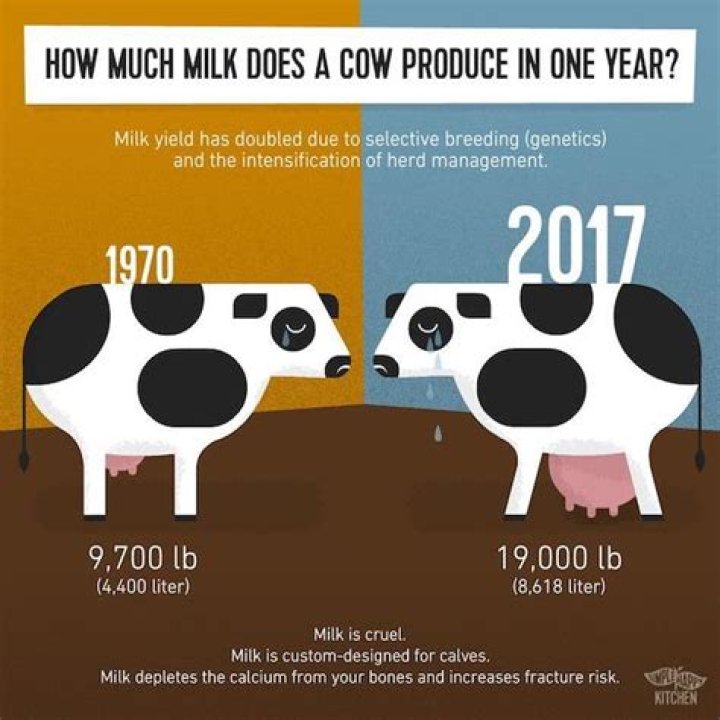 Do cows need to be impregnated to produce milk?