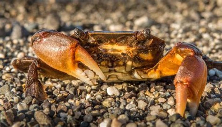 Do crab claws grow back?