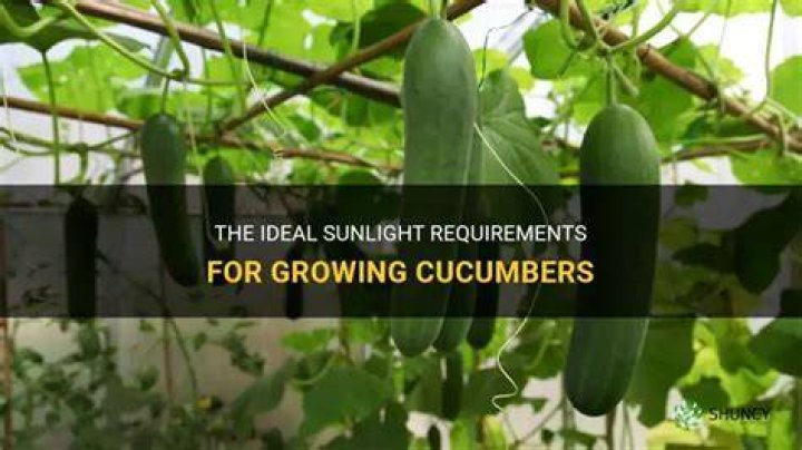 Do cucumbers need full sun?