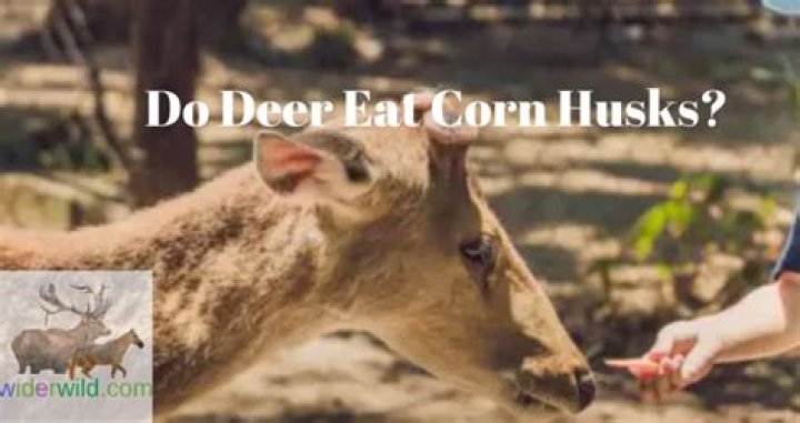 Do deer eat corn husks?
