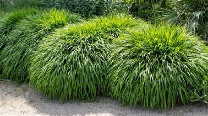 Do deer eat hakonechloa grass?