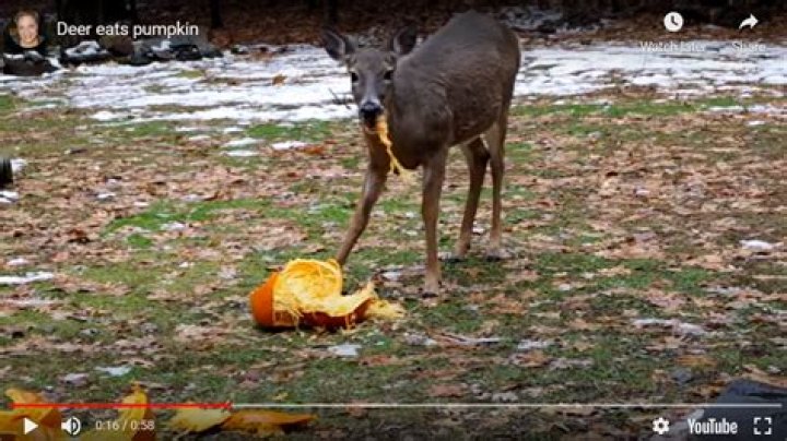 Do deer like to eat pumpkins?