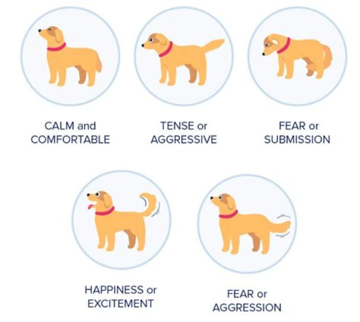 Do dogs feel frustration?