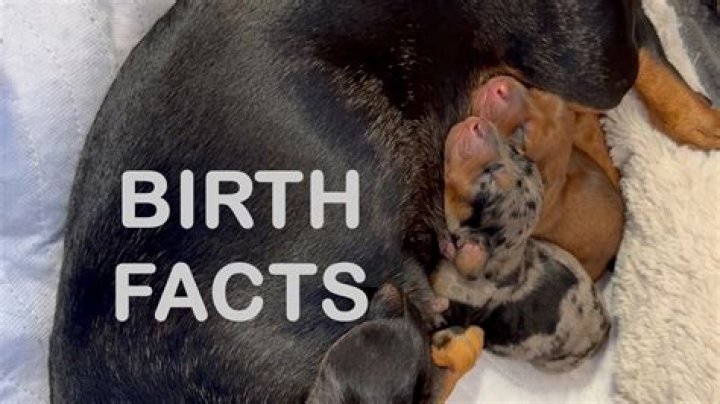 Do dogs feel pain giving birth?