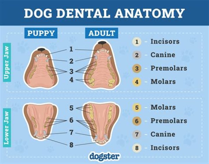 Do dogs have baby canine teeth?