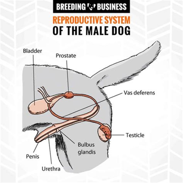 Do dogs have vas deferens?