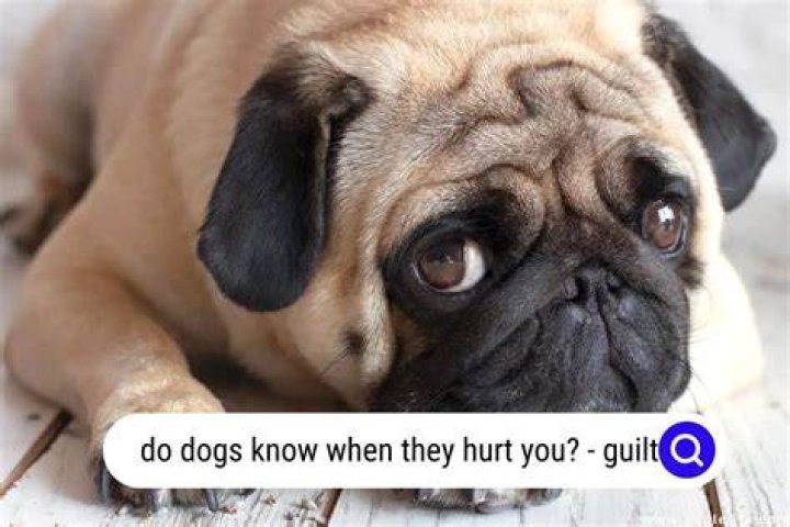 Do dogs know when you're helping them?