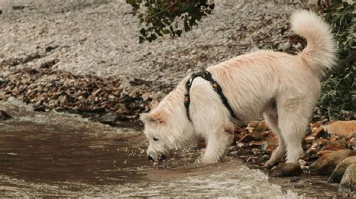 Do dogs lap water backwards?