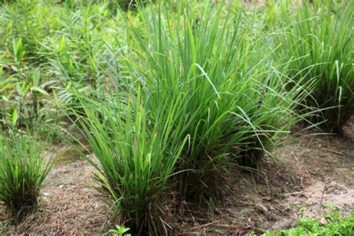 Do dogs like lemongrass?