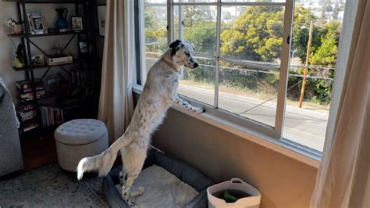 Do dogs like looking out the window?