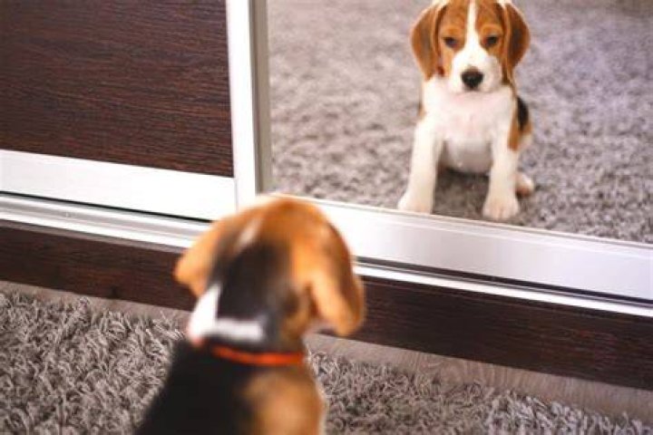 Do dogs recognize themselves in the mirror?