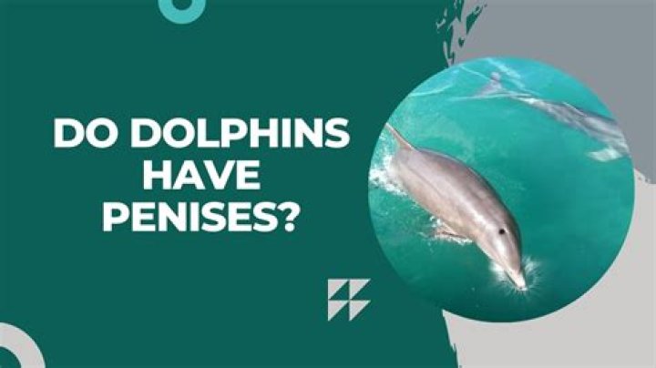 Do dolphins have fins?